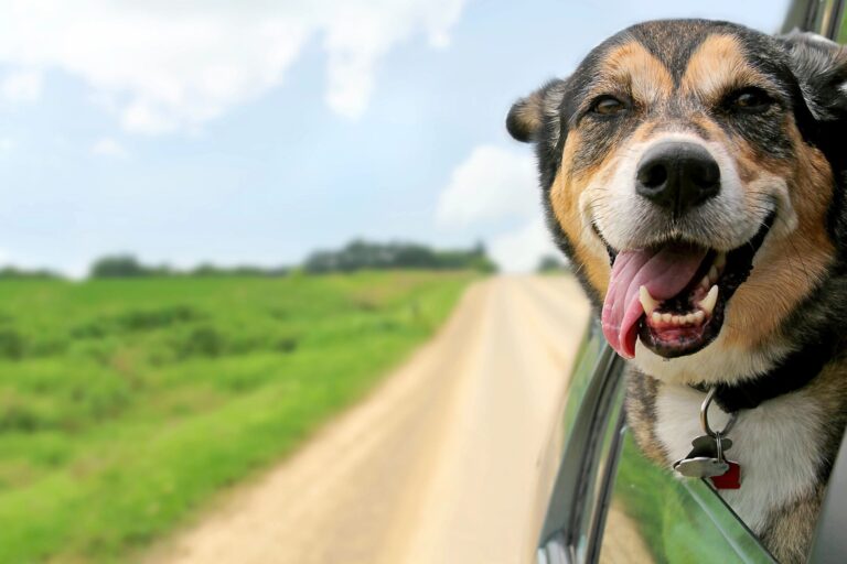 Dog with head out of car window