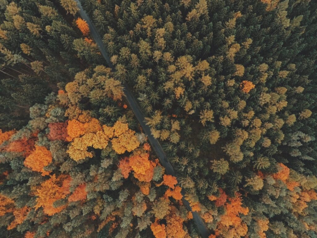 Overlooking fall trees