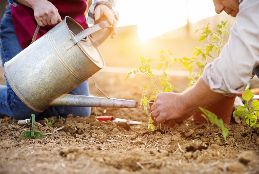 Two people watering plants in a garden